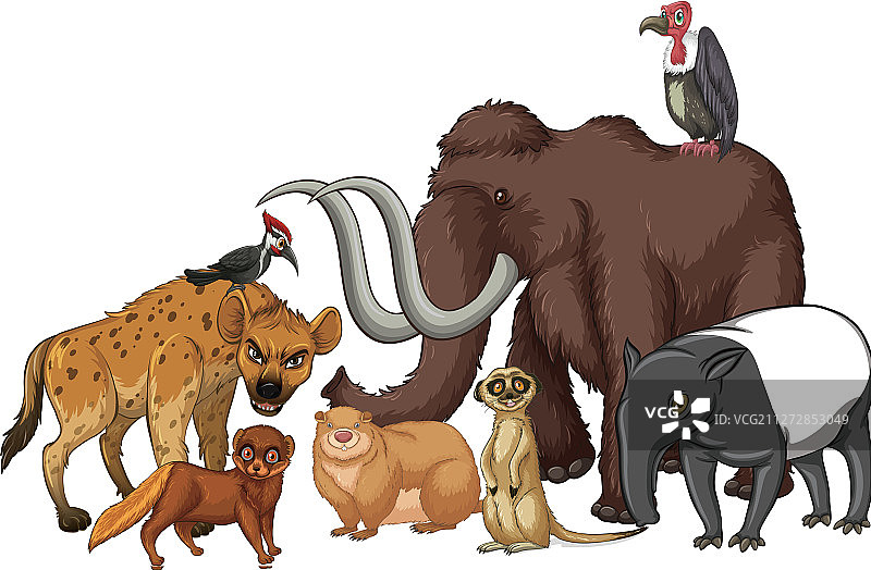 野生动物照片图片素材