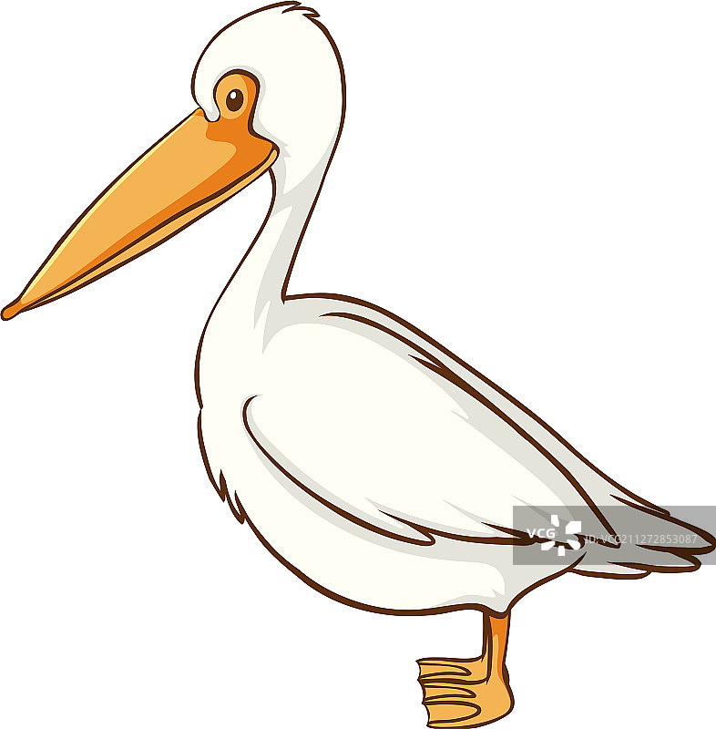 白色背景下的白色鹈鹕图片素材