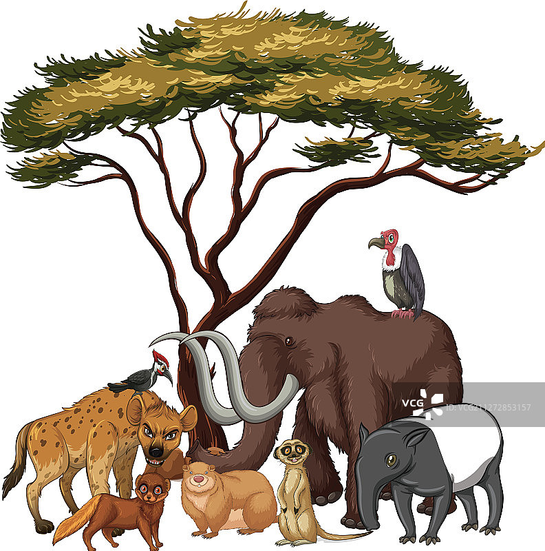 树下的野生动物图片素材