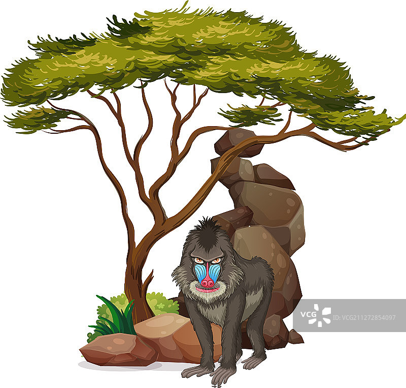 树下的狒狒照片图片素材