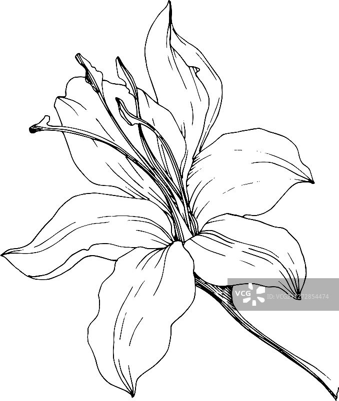 孤立的野百合图片素材