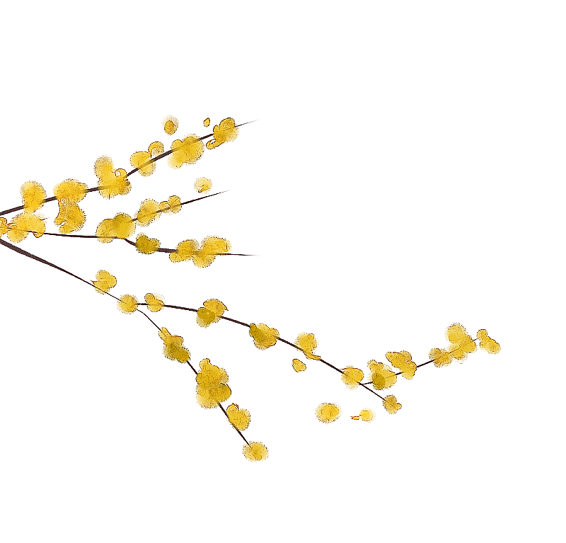 中式迎春花图片素材