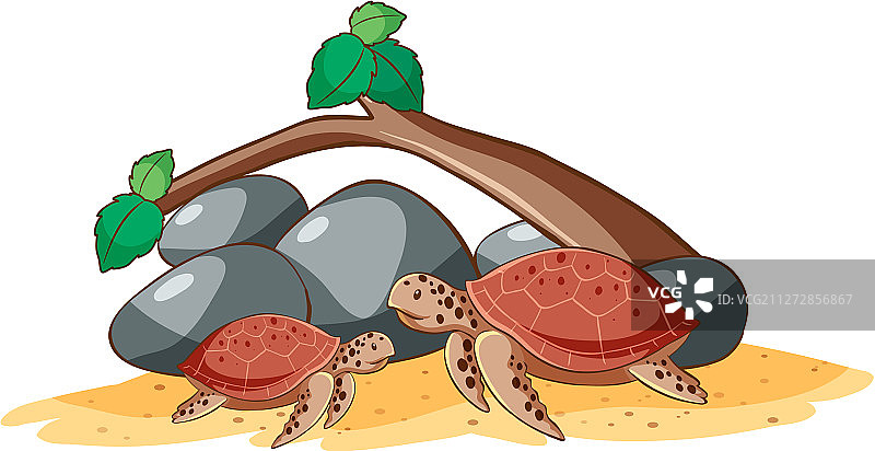 白色背景上的海龟图片素材