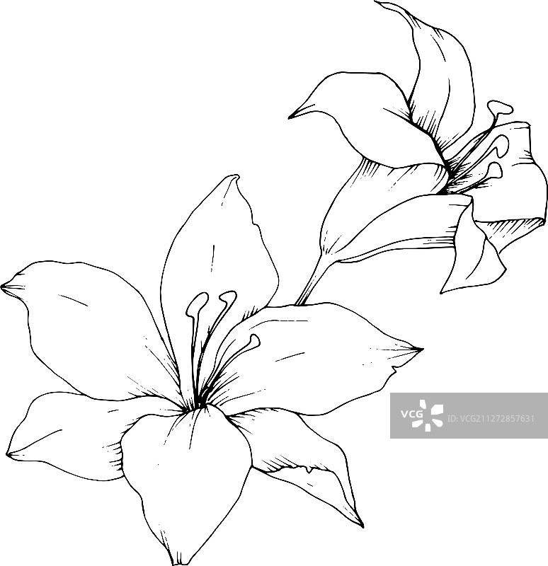 孤立的野百合图片素材