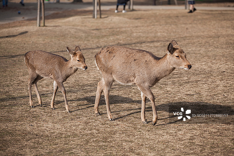 鹿图片素材