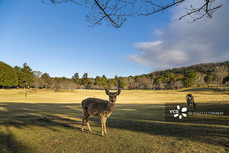 日本奈良公园小鹿图片素材