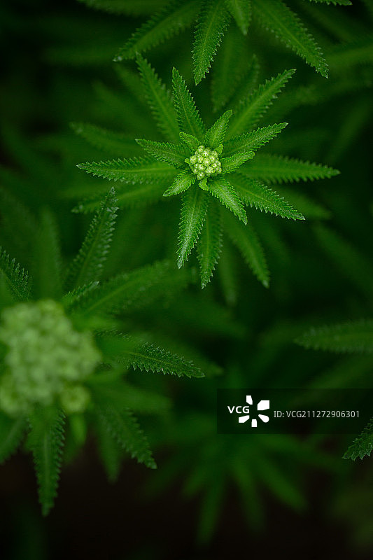 生如夏花图片素材