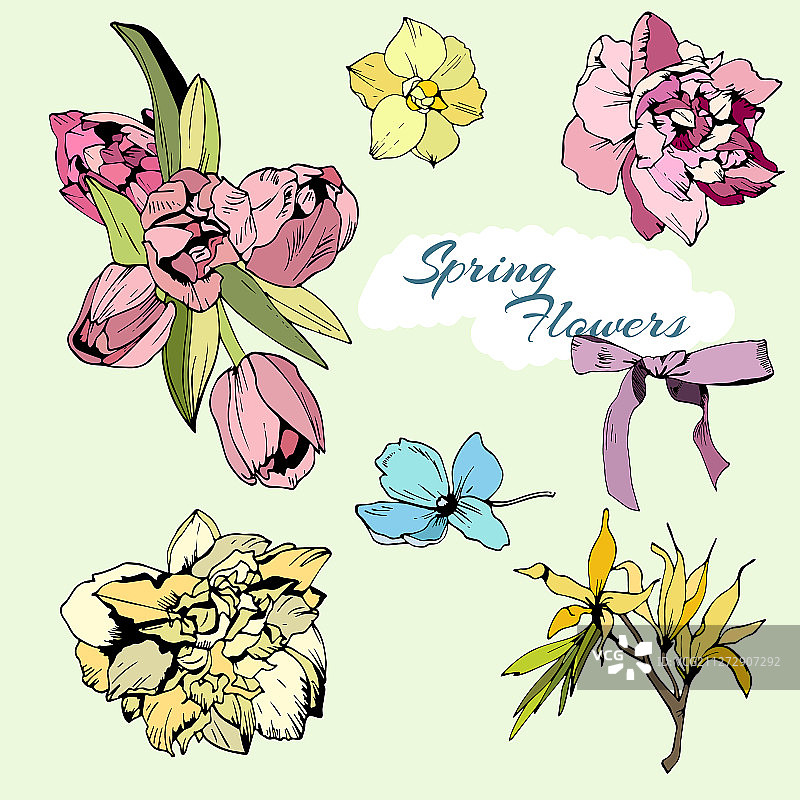 彩色郁金香和水仙花春季花卉套装图片素材
