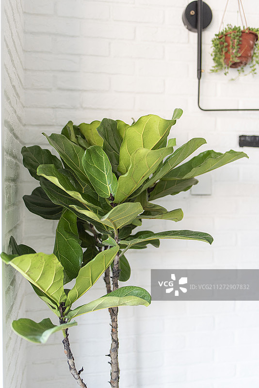 室内一角的琴叶榕图片素材