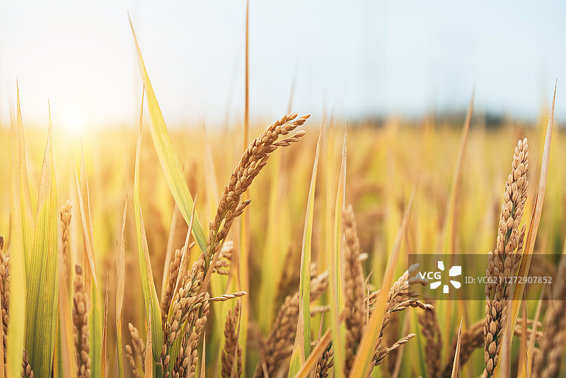 稻田里的水稻图片素材