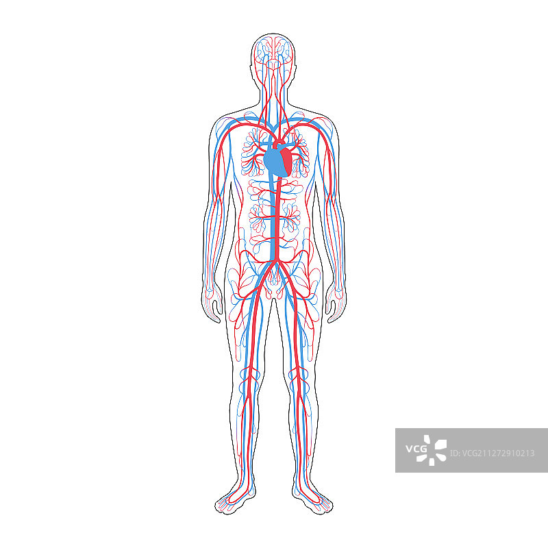 循环系统解剖学图片素材