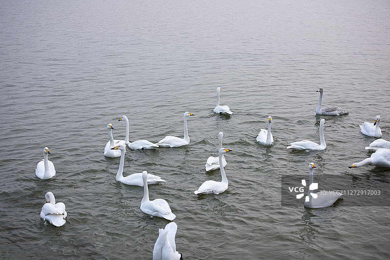 水面上的天鹅图片素材