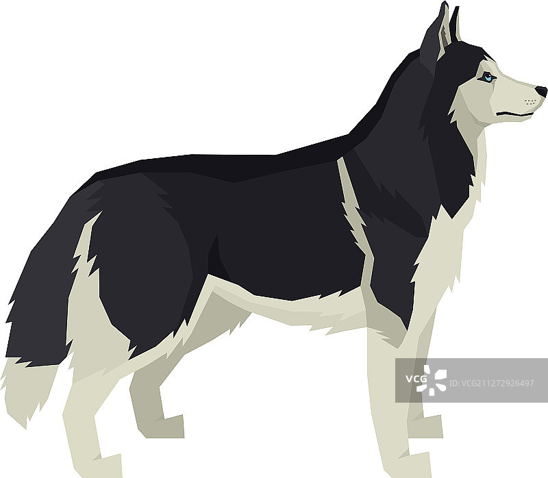 西伯利亚哈士奇犬图片素材