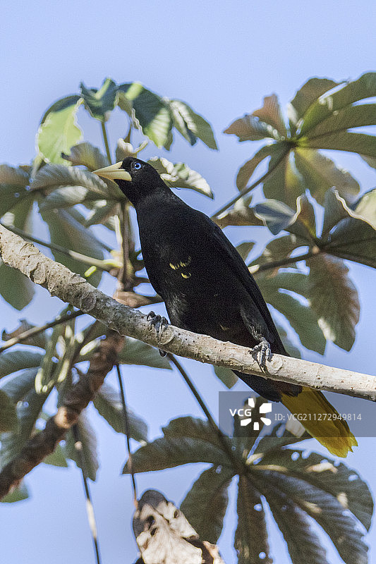 凤头拟鹂图片素材