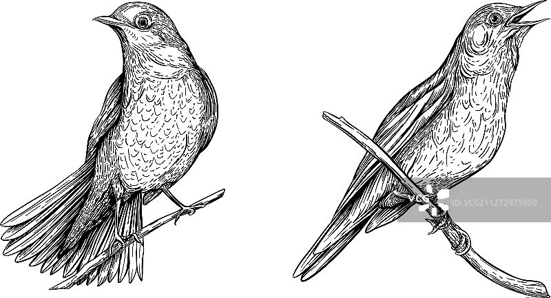 SH合集图片素材