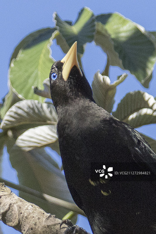 凤头拟鹂特写图片素材