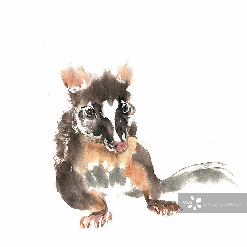 动物果子狸图片素材