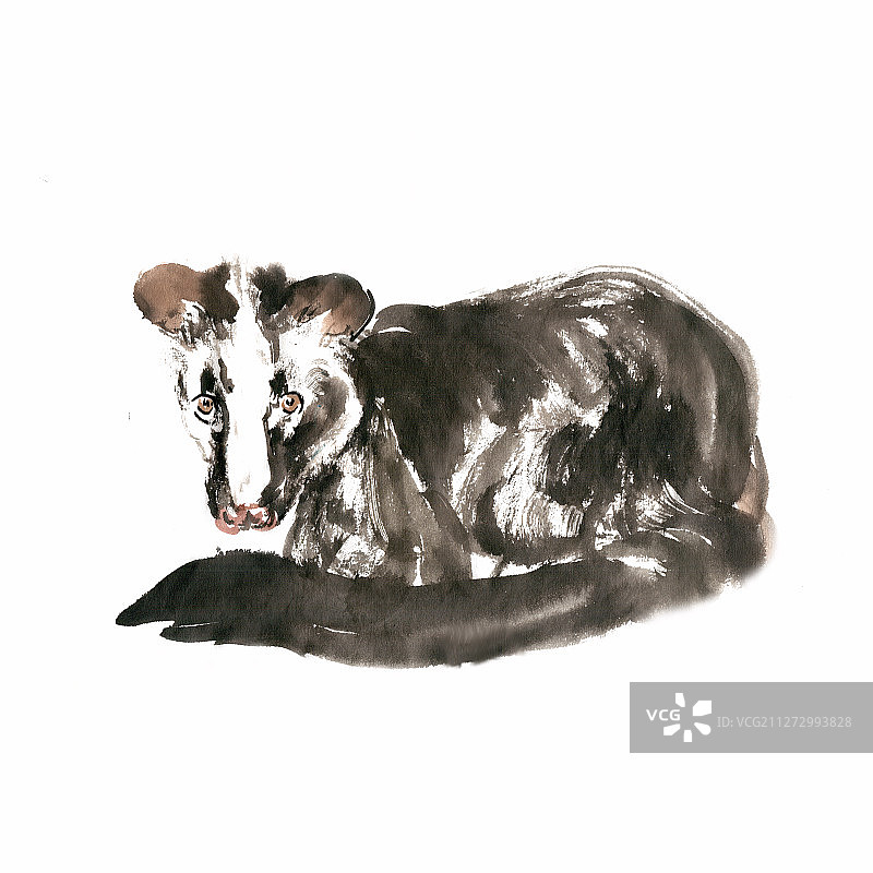 长尾巴果子狸图片素材