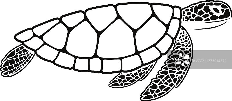 海龟图片素材