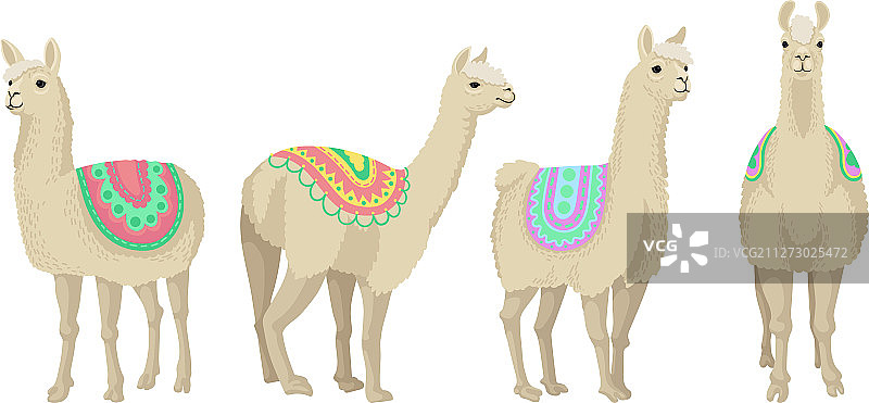 彩色毯子里的四只美洲驼图片素材