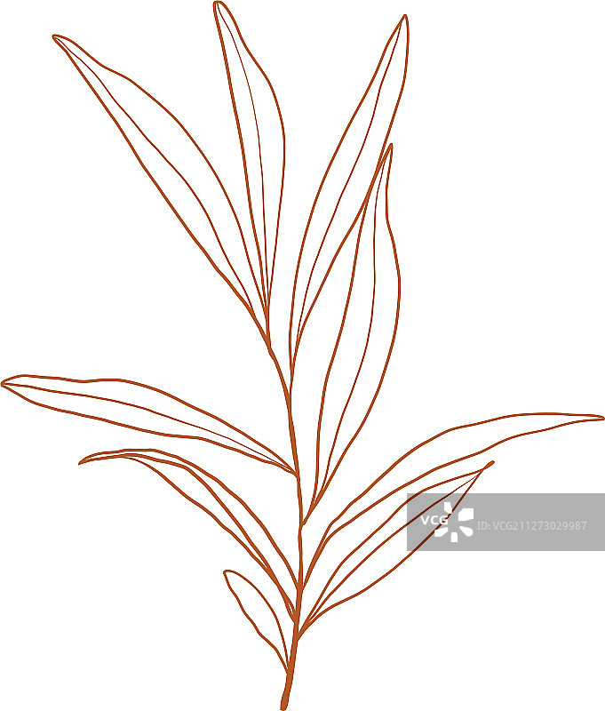 茶叶植物枝条图片素材