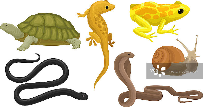 两栖动物和爬行动物图片素材