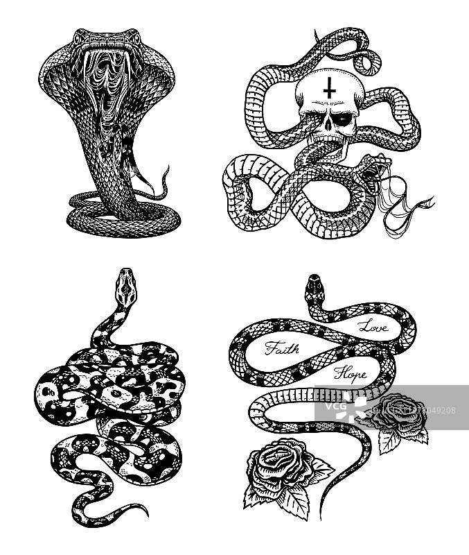 复古蛇图案：头骨皇家蟒蛇图片素材