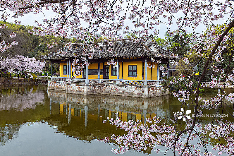 世界三大赏樱胜地之一 江苏无锡市鼋头渚旅游风景区图片素材