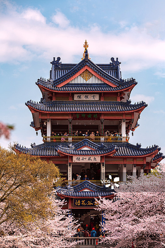 世界三大赏樱胜地之一 江苏无锡市鼋头渚旅游风景区图片素材