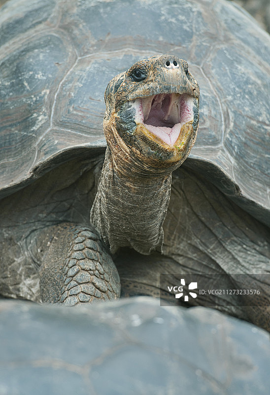 加拉帕戈斯象龟图片素材