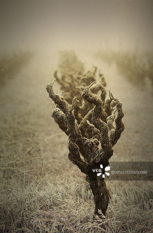 纳帕谷葡萄园的冬天图片素材