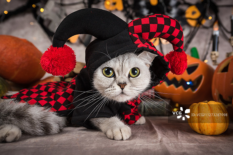 万圣节背景下穿着小丑服装的猫图片素材