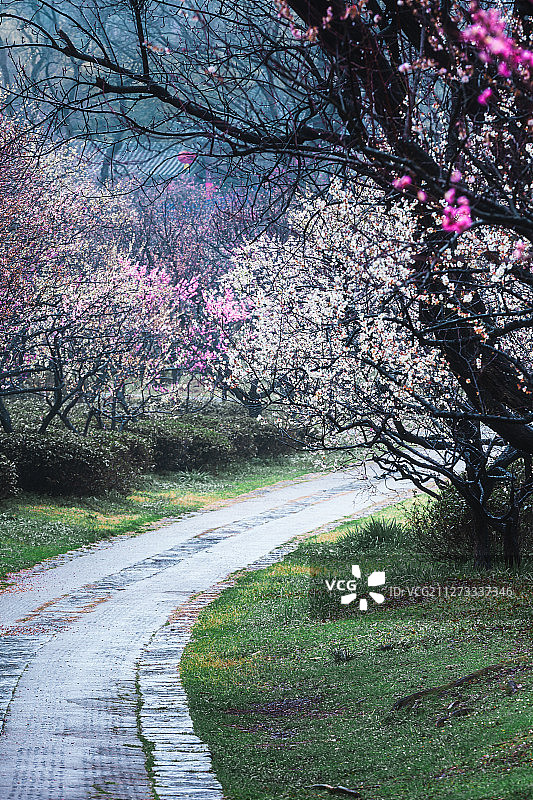 南京梅花山雨中风光图片素材