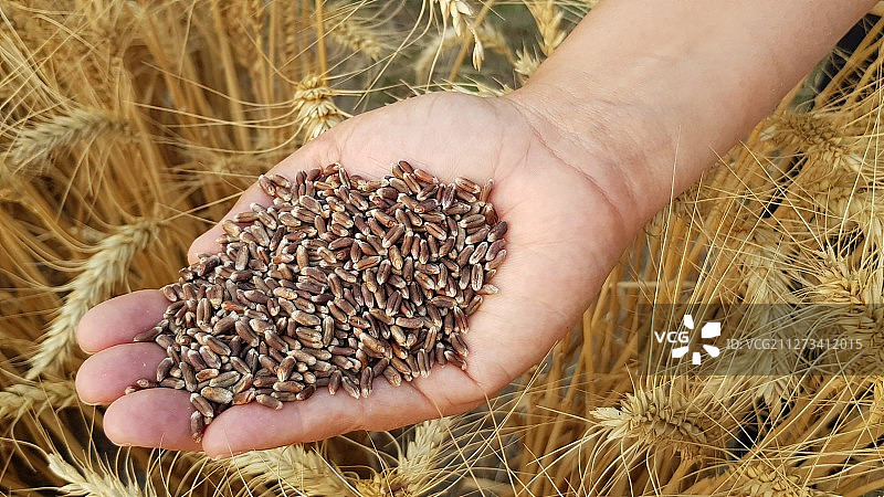 黑色小麦，金色小麦的营养替代品。黑色是美丽的图片素材