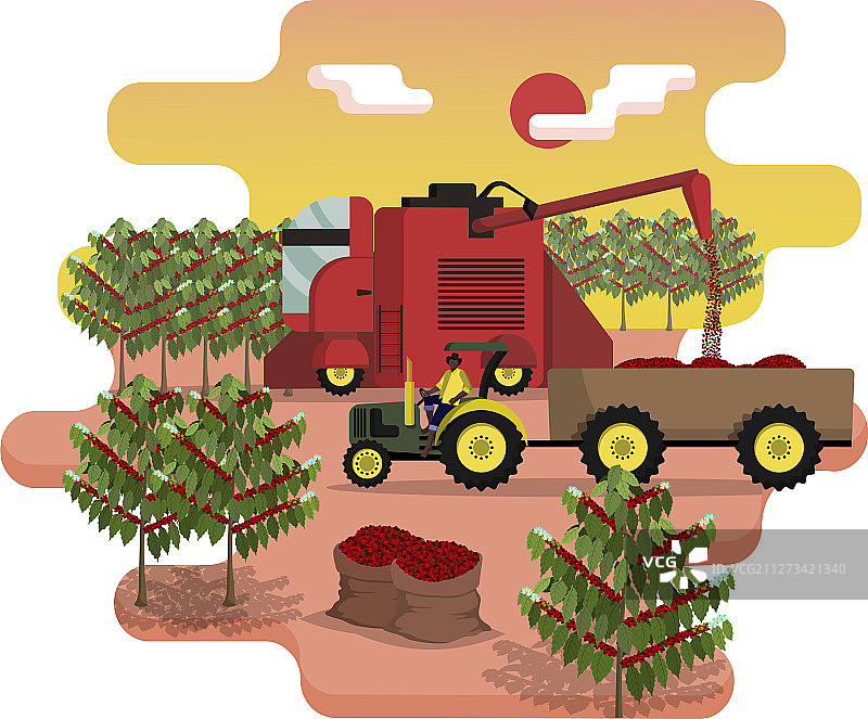 联合收割机正在收获咖啡浆果图片素材