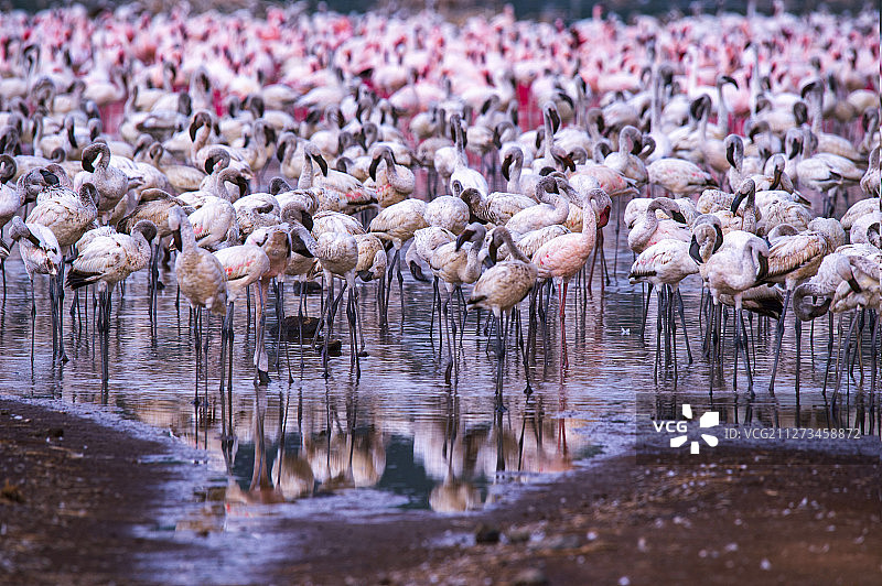 火烈鸟栖息地图片素材