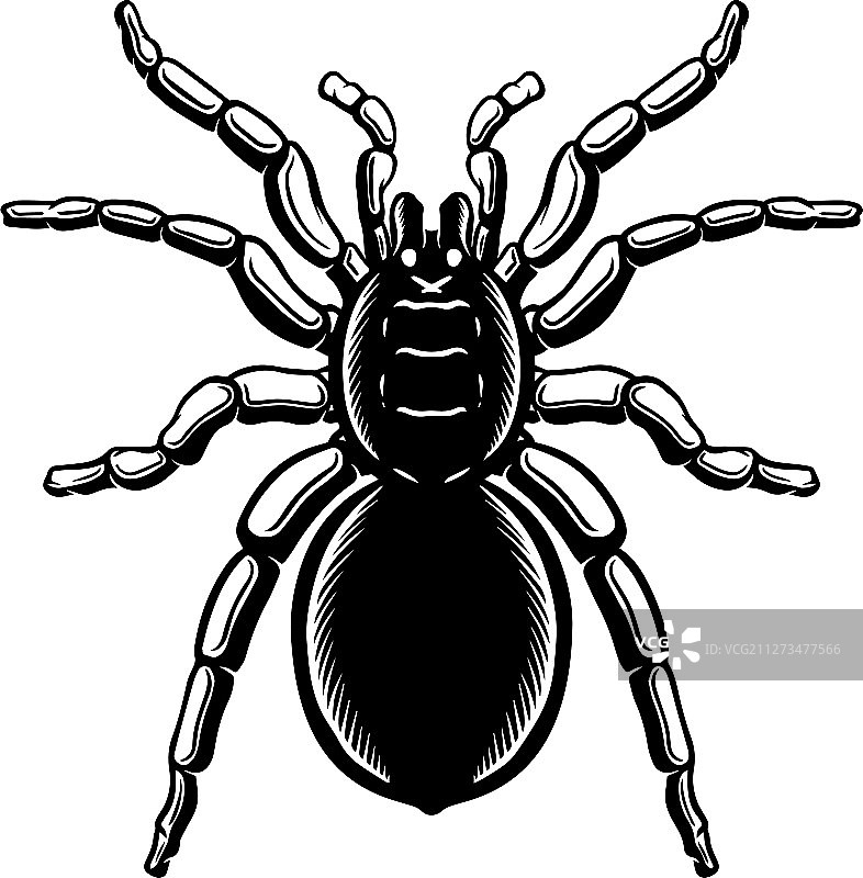 万圣节主题雕刻风格蜘蛛图片素材