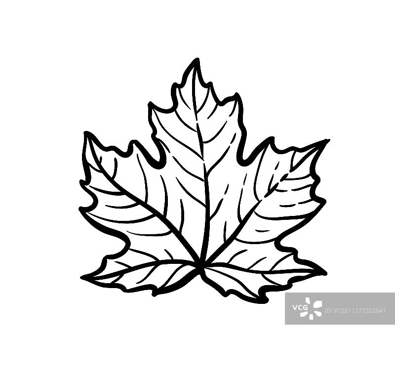水墨速写枫叶图片素材