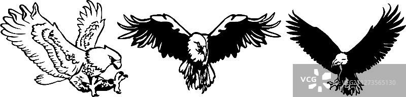 白色背景上的鹰图标图片素材