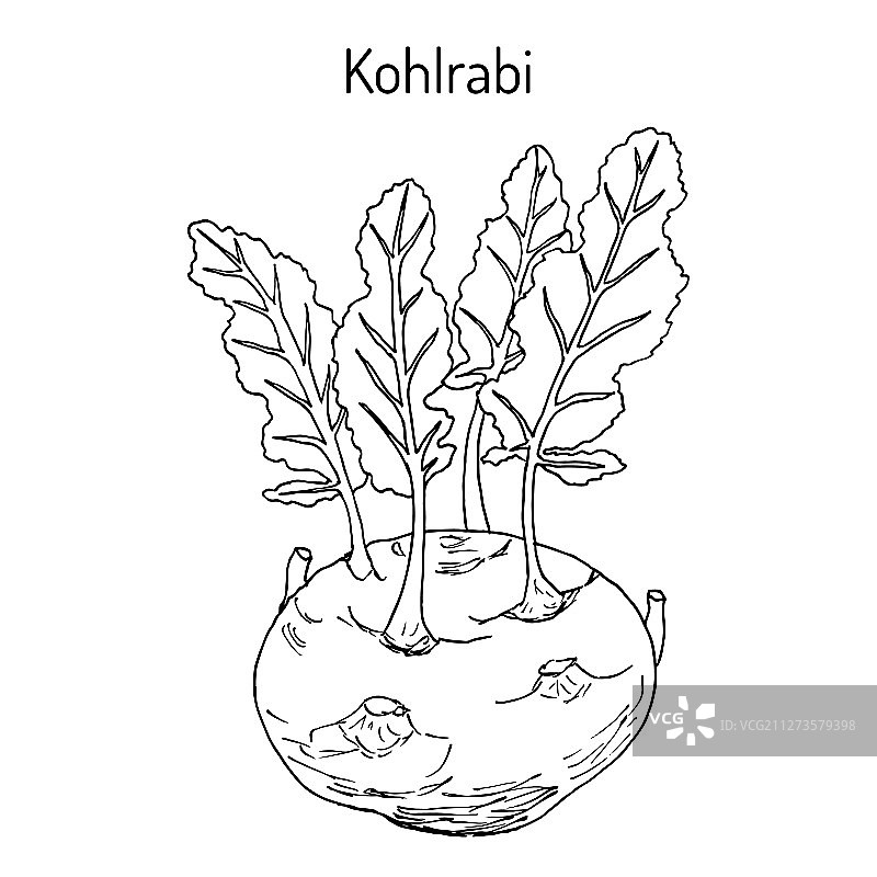 可食用的芜菁甘蓝图片素材
