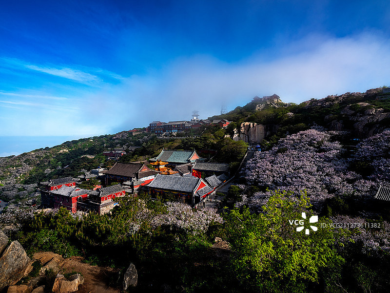 泰山花海图片素材