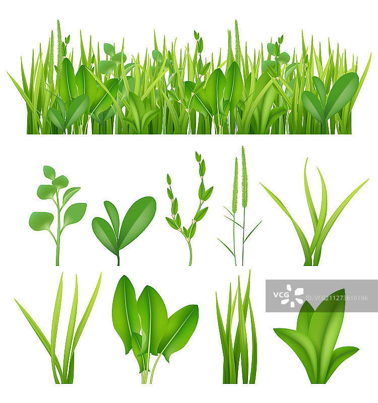 绿色草本植物生态写实素材图片素材