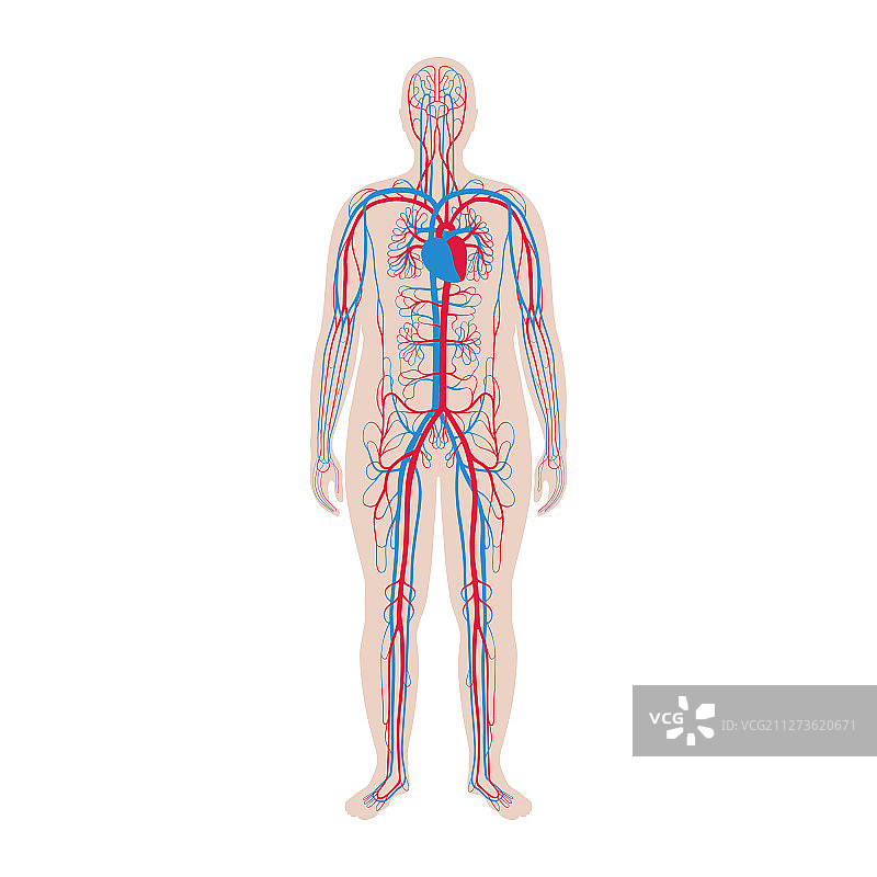 循环系统解剖学图片素材