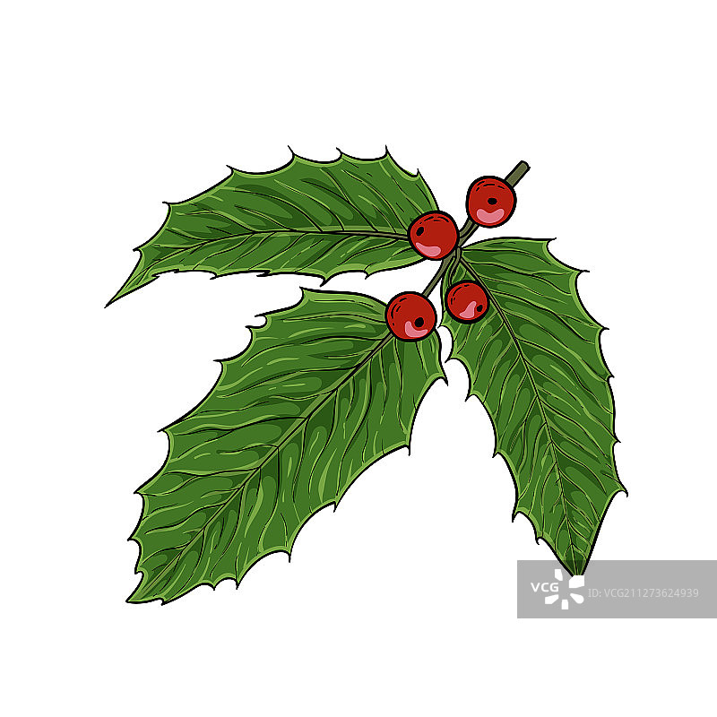 逼真手绘冬青树枝图片素材