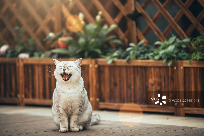 小院里打哈欠的猫图片素材