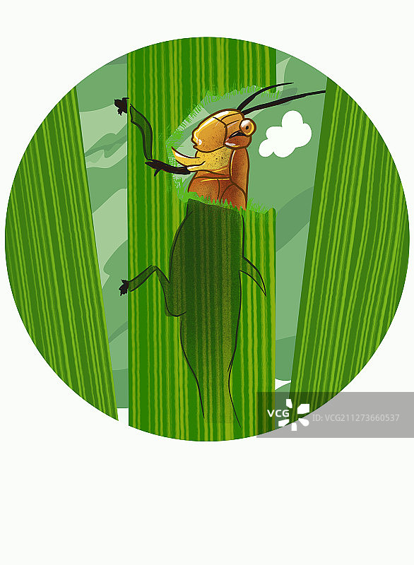 草地上的昆虫蟋蟀图片素材