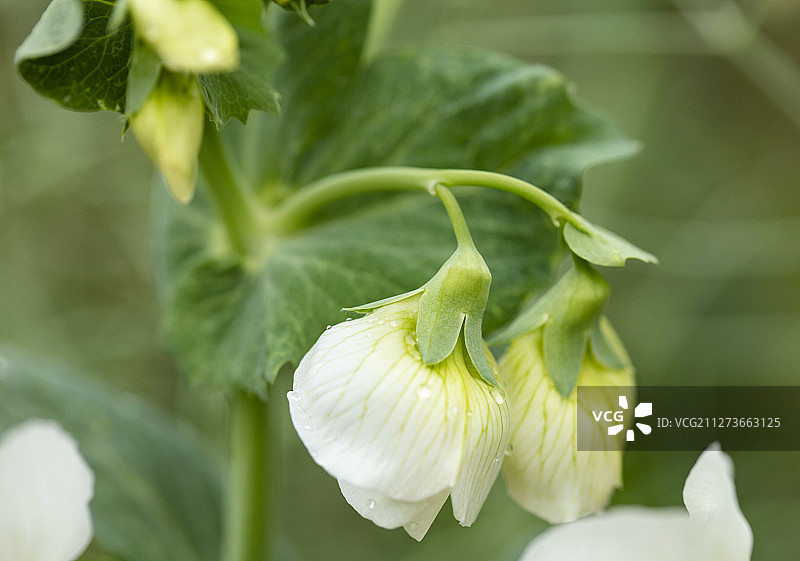 春天里盛开着的豌豆花图片素材