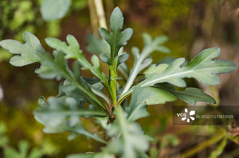 春天里野外生长的马兰图片素材