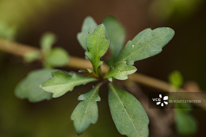 春天里野外生长的马兰图片素材