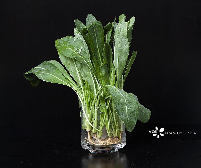 春天里食用野菜板蓝根图片素材